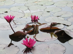 Nymphaea rubra
