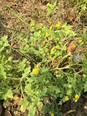 Grangea maderaspatana