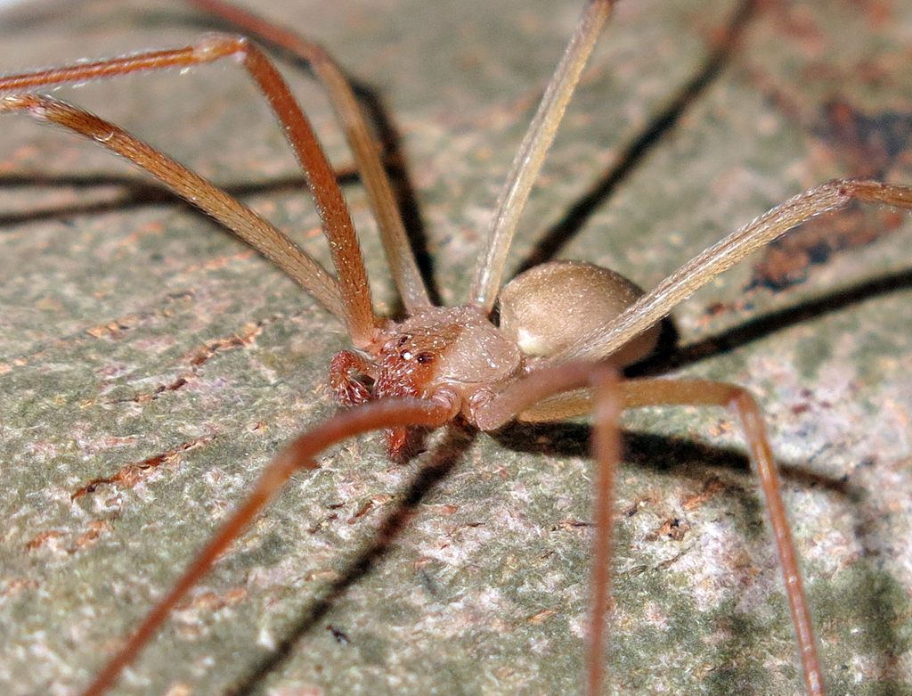 Leonard Cohen's Recluse Spider from Kūh-e Shādāb, Iran on December 26 ...