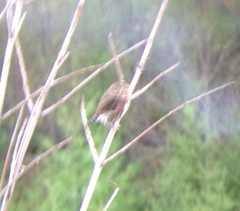 Glaucidium gnoma swarthi
