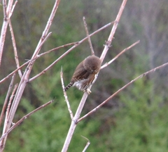 Glaucidium gnoma swarthi