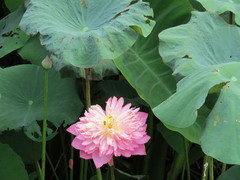 Nelumbo nucifera