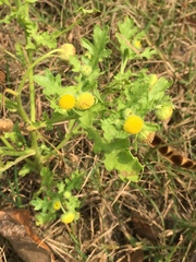 Grangea maderaspatana