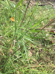 Phragmites vallatoria