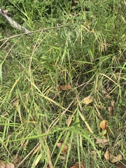 Phragmites vallatoria