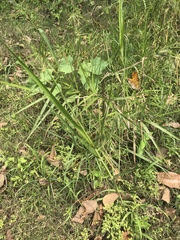 Phragmites vallatoria