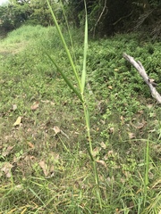Phragmites vallatoria