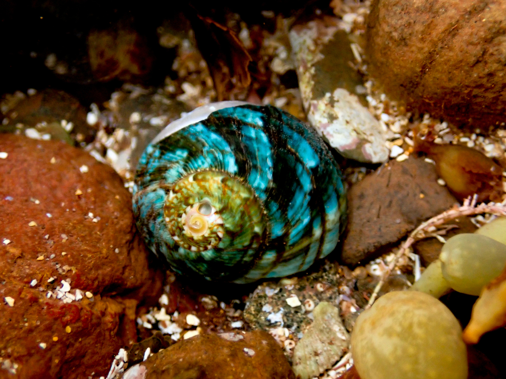 Common warrener from long reef headland collaroy nsw australia on