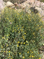 Eschscholzia minutiflora