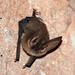Townsend's Big-eared Bat - Photo (c) Yinan Li, some rights reserved (CC BY-NC), uploaded by Yinan Li