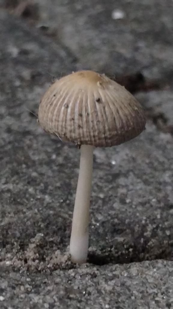 Coprinellus arenicola · January 2024 · photo: © nicky_name (iNaturalist, cc-by)