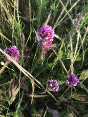 Castilleja densiflora gracilis