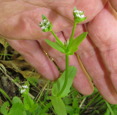 Valerianella radiata
