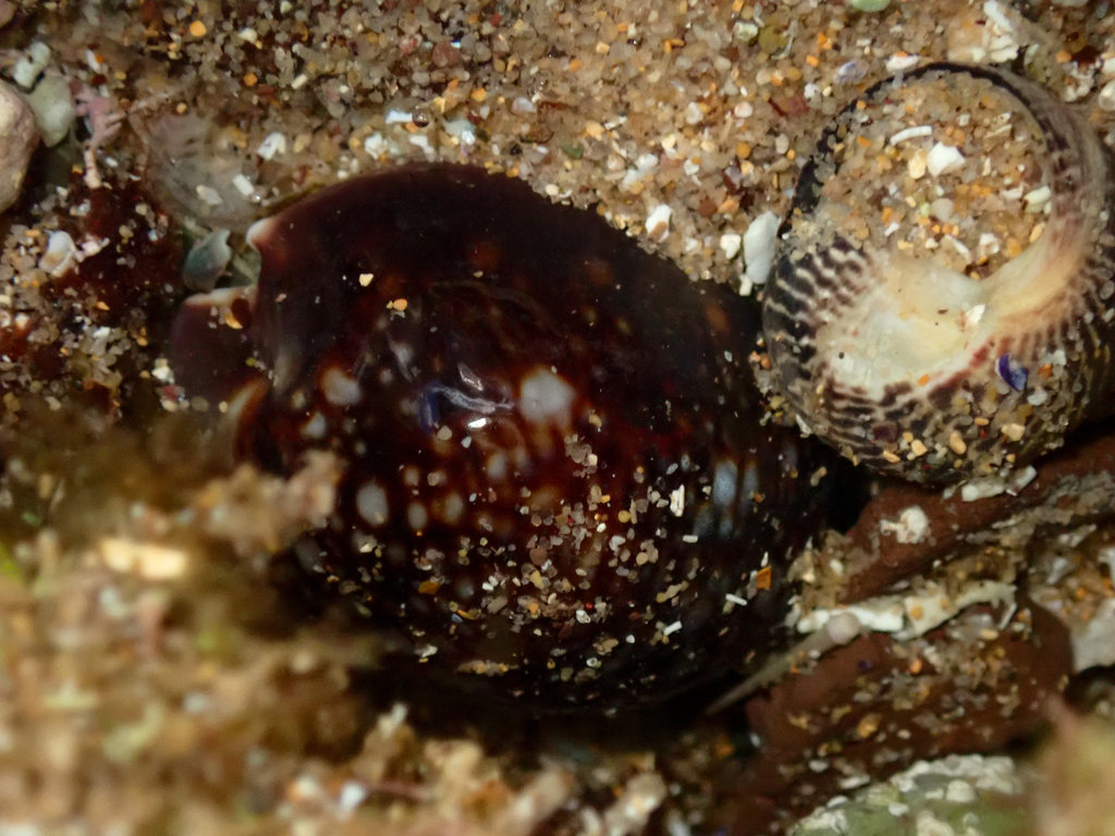 Snakehead cowrie from long reef headland collaroy nsw australia on