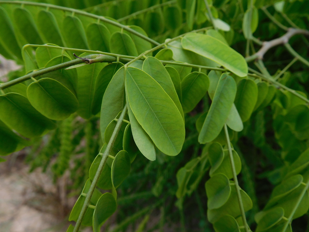 Dalbergia Oliveri In May 2018 By Franklin Charles Graham Iv · Inaturalist