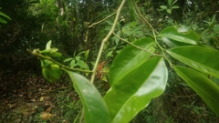 Artabotrys hexapetalus