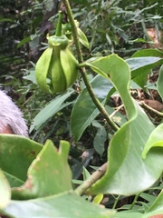 Artabotrys hexapetalus