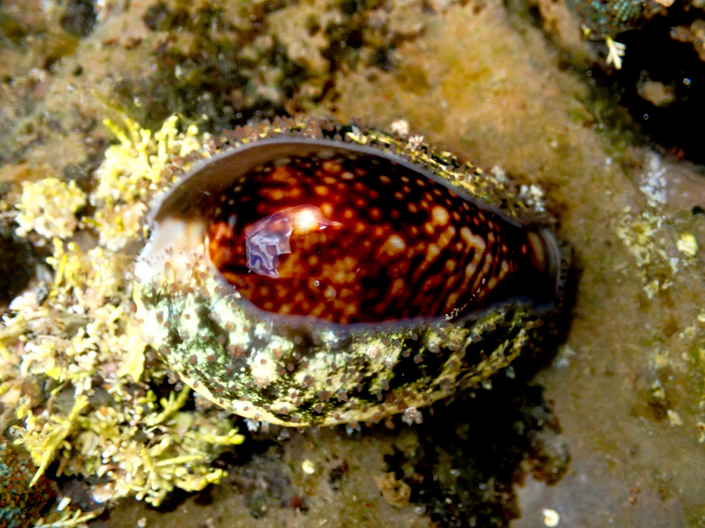 Snakehead cowrie from long reef headland collaroy nsw australia on