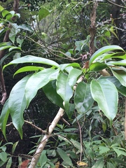 Artabotrys hexapetalus