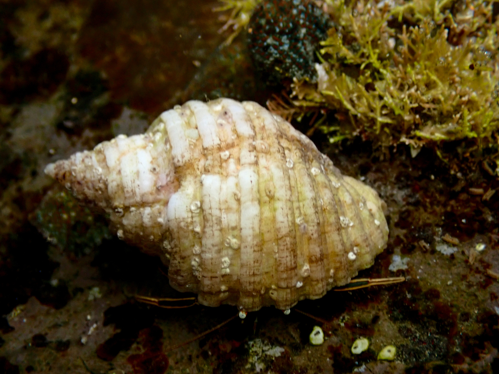 Cart rut shell from long reef headland collaroy nsw australia on