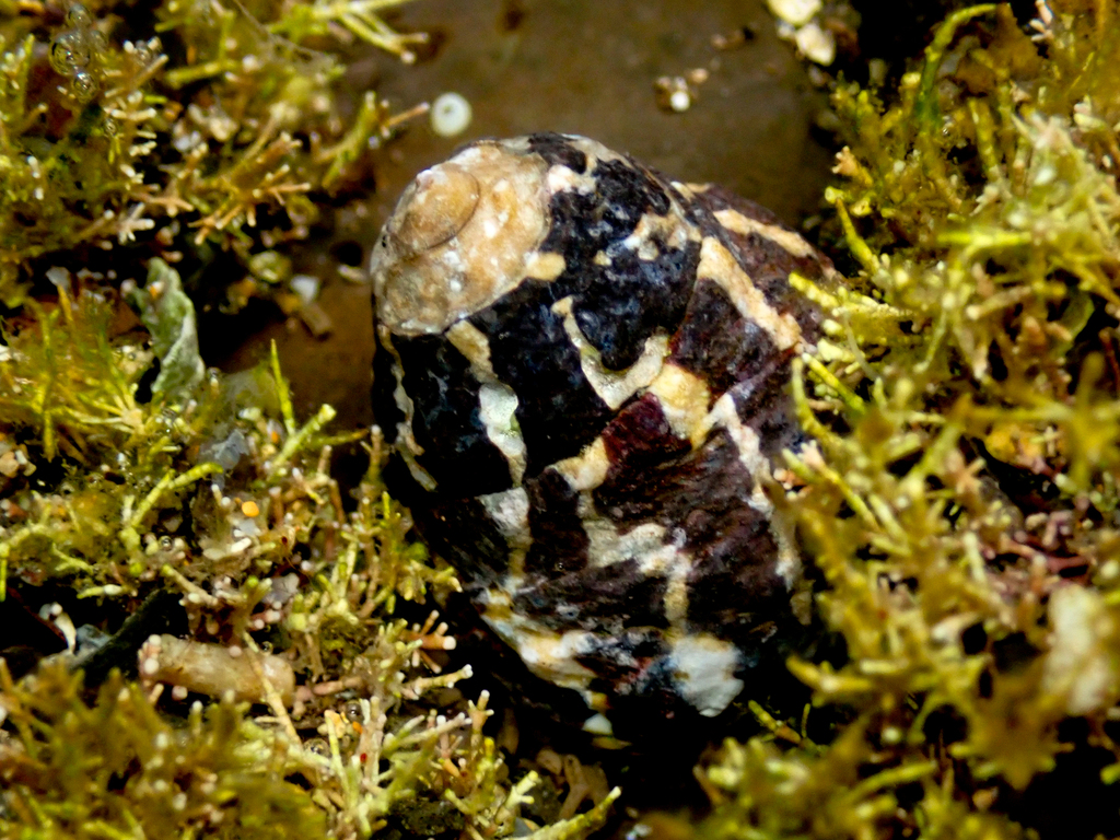Zebra top snail from long reef headland collaroy nsw australia on