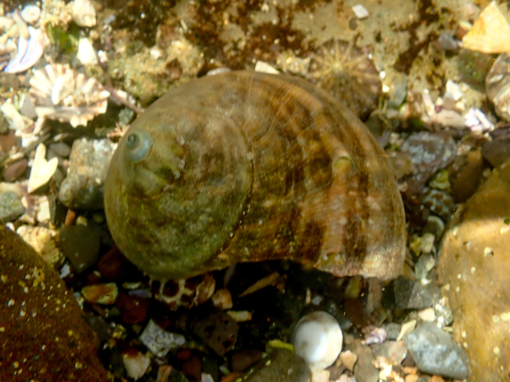 Military Turban from Long Reef Headland, Collaroy NSW, Australia on ...