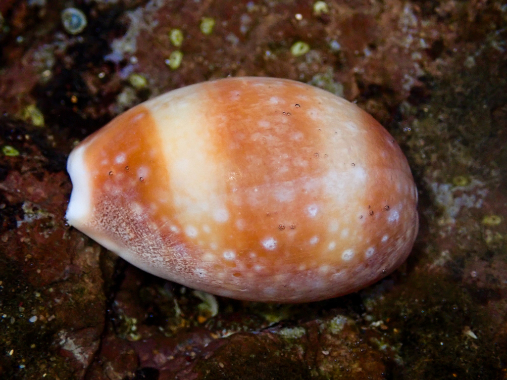 Calf cowry from long reef headland collaroy nsw australia on january