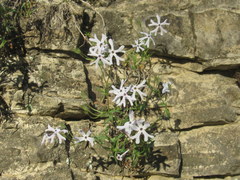 Phlox bifida