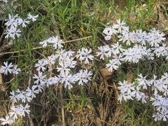 Phlox bifida