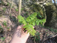 Fraxinus profunda