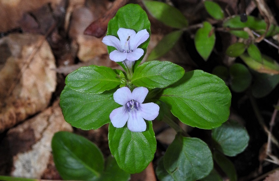 Dyschoriste humistrata