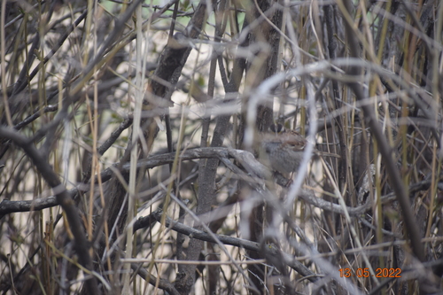 White-throated Sparrow photographed in Montana