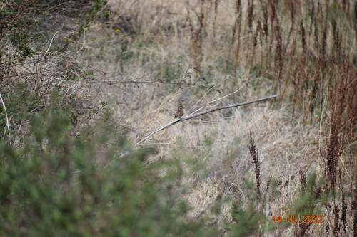 White-throated Sparrow photographed in Montana