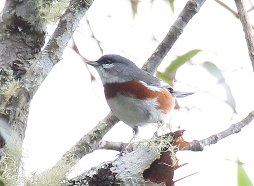 Bay-chested Warbling Finch (Castanozoster thoracicus), photo 3
