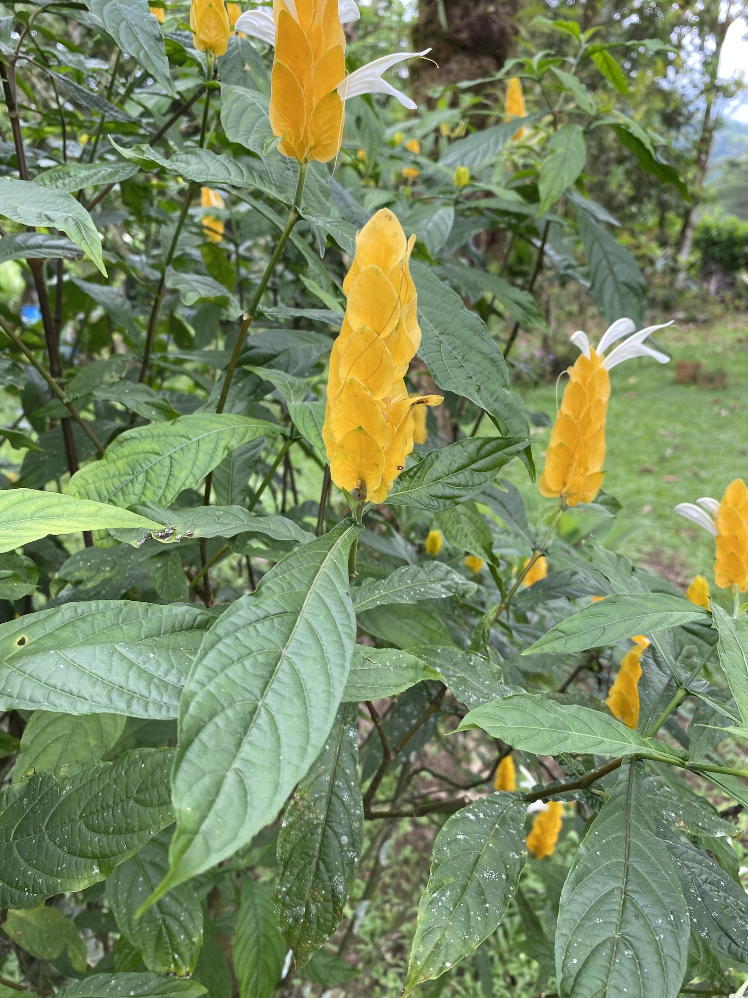 Imagem de Língua-de-sogra