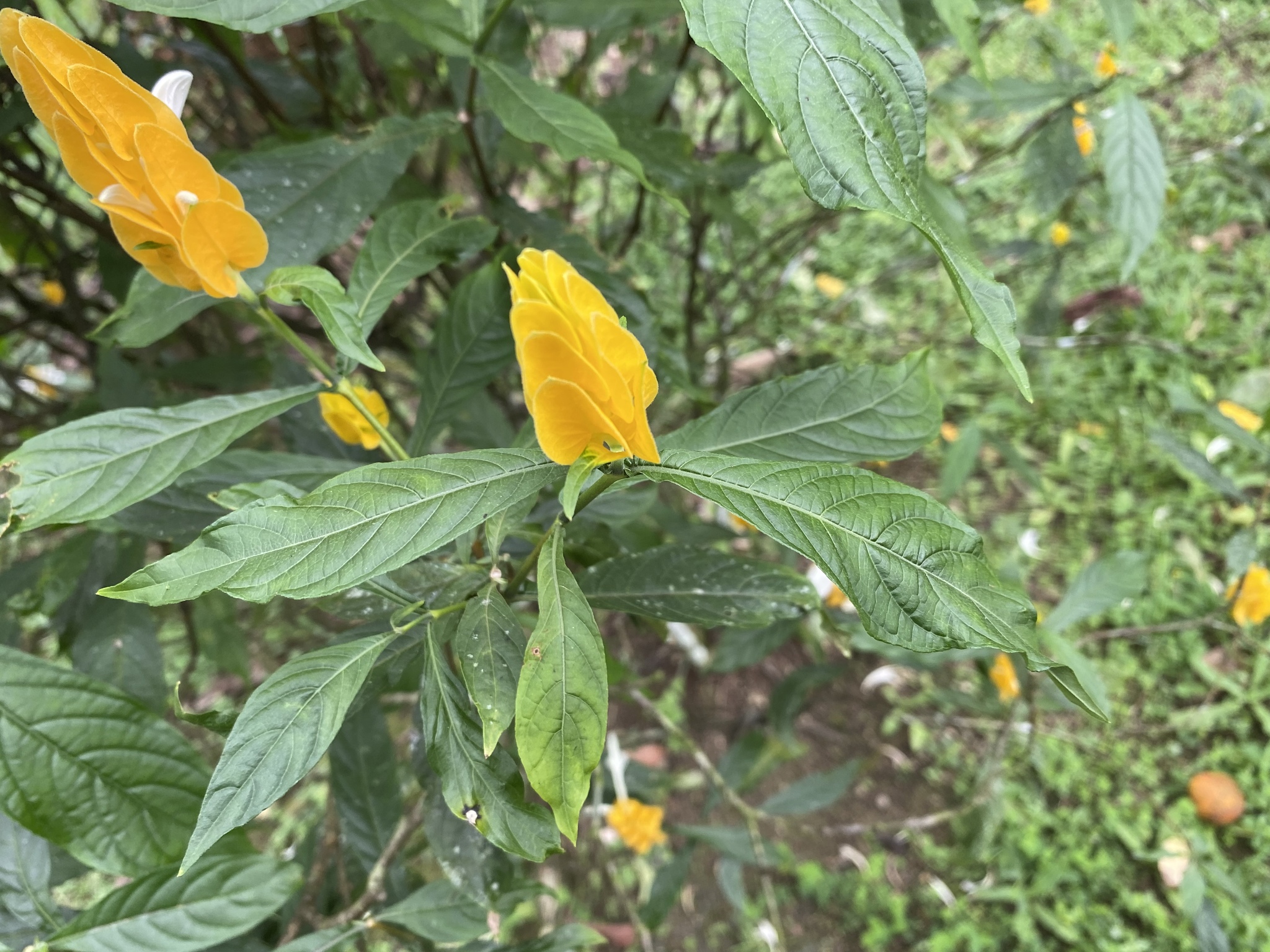 Imagem de Língua-de-sogra