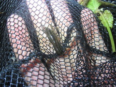 Cambarellus shufeldtii