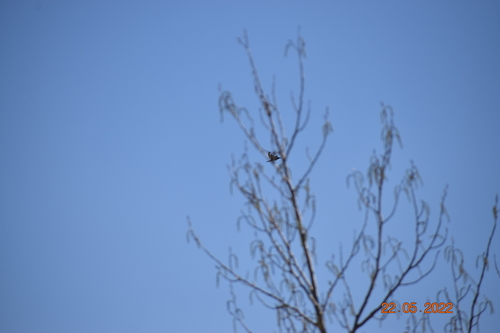 Belted Kingfisher photographed in Montana