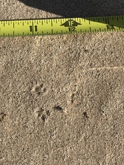 Perognathinae