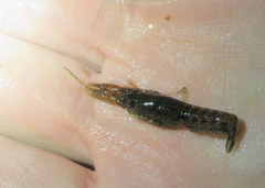 Cambarellus shufeldtii