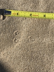 Perognathinae