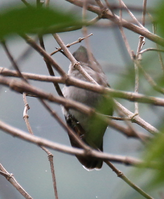 Green-crowned Plovercrest illustration