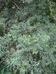 Calocedrus