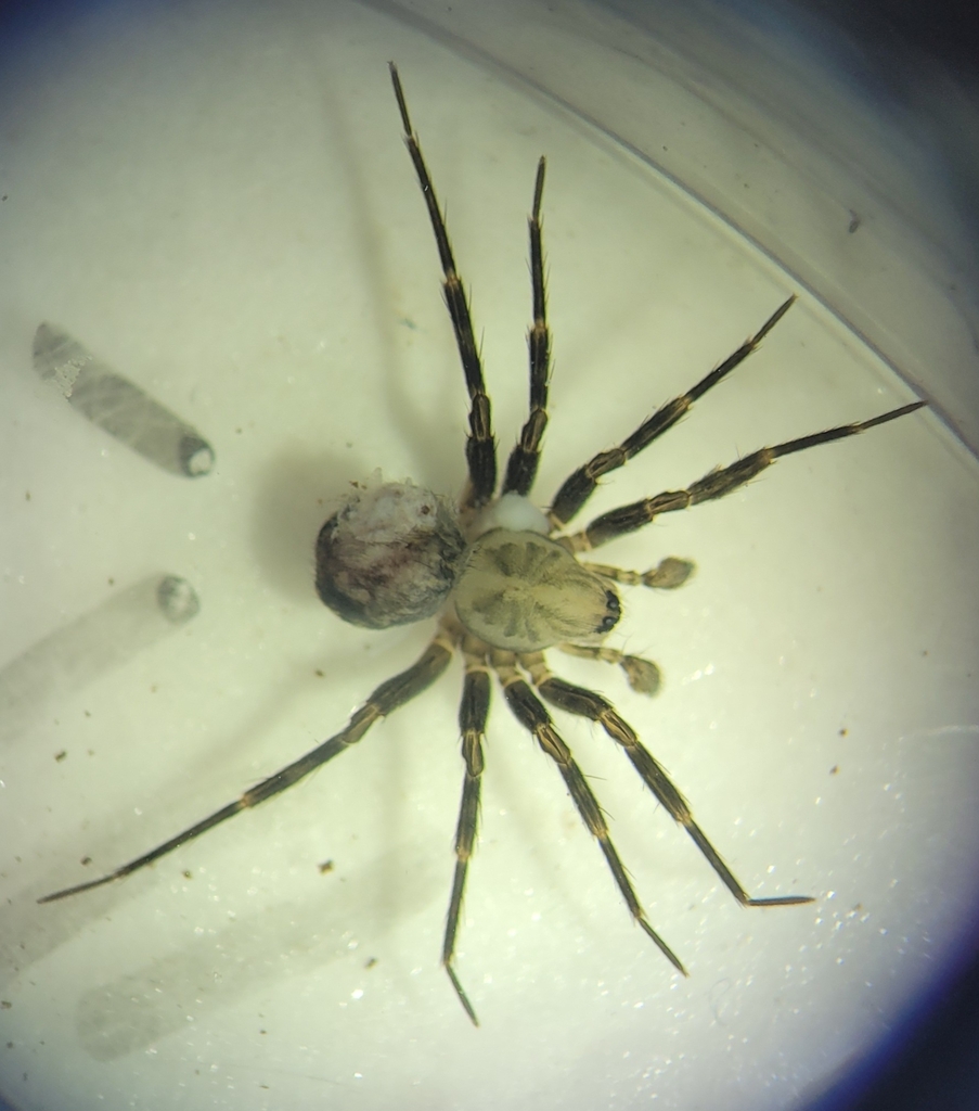 Vagrant Spiders from Pigeon Bay 7583, New Zealand on January 19, 2024 ...