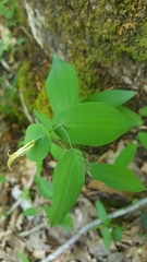 Uvularia perfoliata