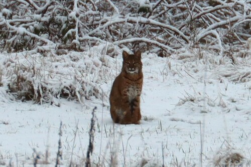 Bobcat photographed in Washington