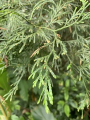 Calocedrus