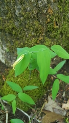 Uvularia perfoliata