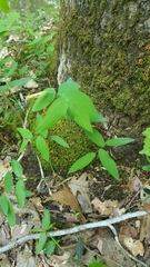 Uvularia perfoliata