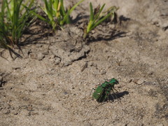 Cicindela ohlone